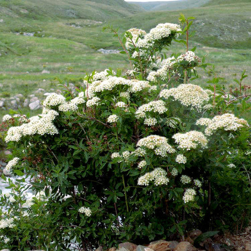 spiraea_alpina