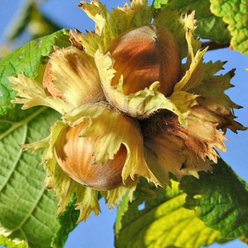 Фундук «Тонда Романа» — energetiksad.by